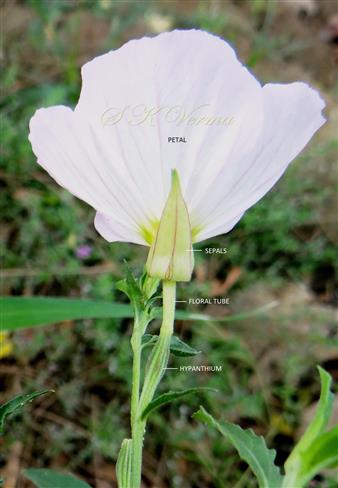  Flower (Lateral view)